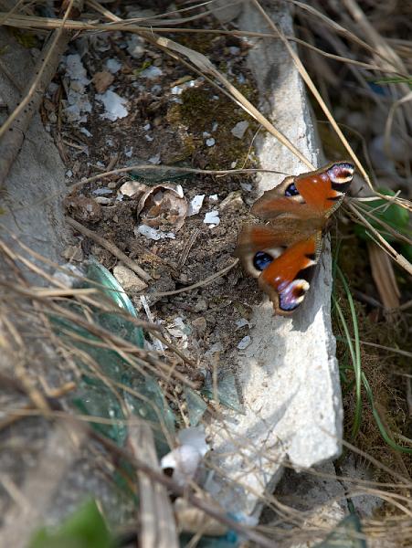 ja liblikatele juba meeldib.jpg